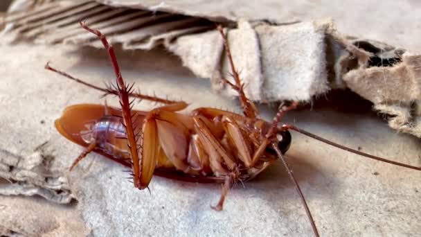 Cockroaches Hidup Kotak Kardus Tua — Stok Video