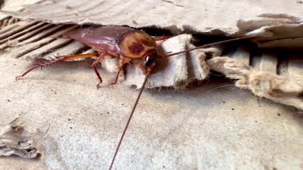 Las Cucarachas Viven Viejas Cajas Cartón Corrugado — Vídeos de Stock