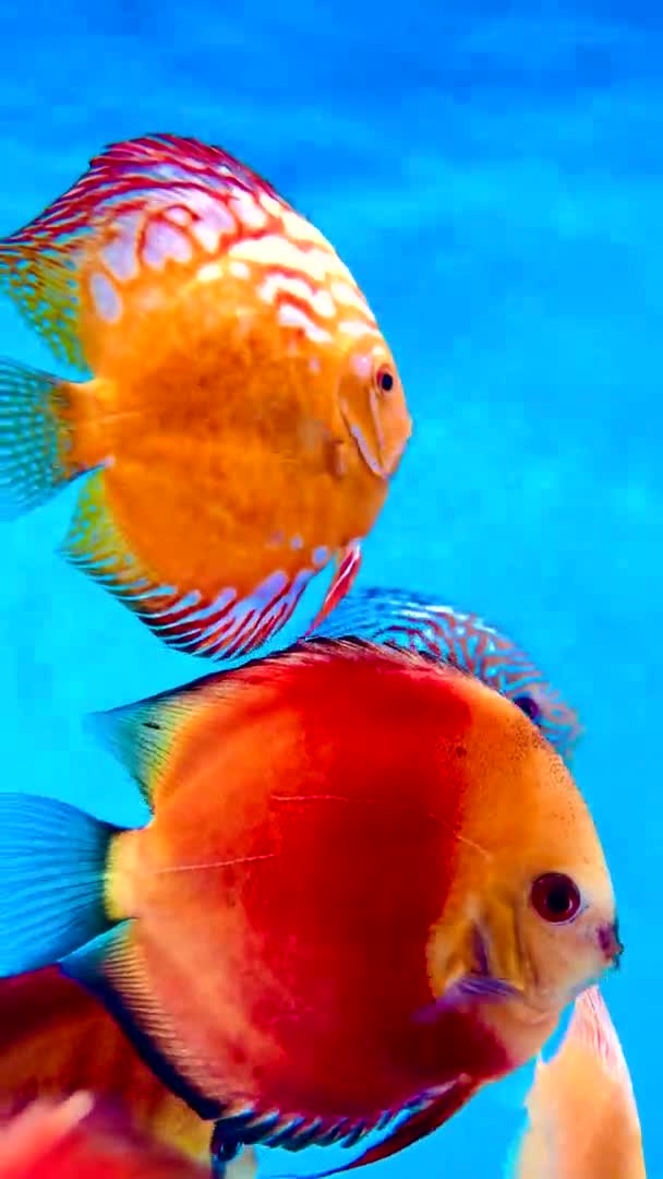 4Kポンパドゥール魚は魚タンクで泳いでいる — ストック動画