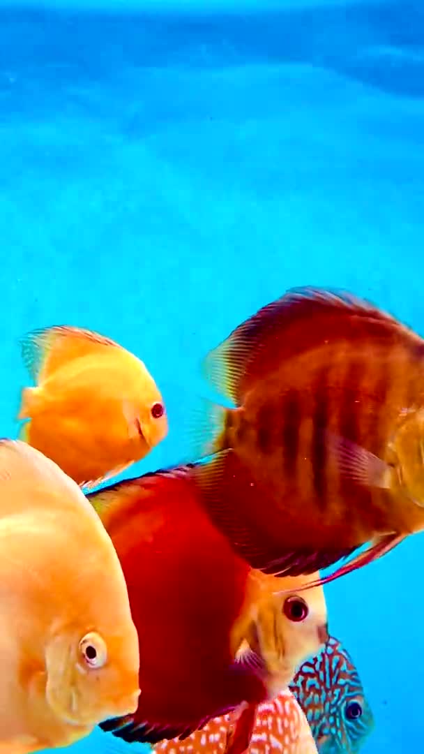 4Kポンパドゥール魚は魚タンクで泳いでいる — ストック動画