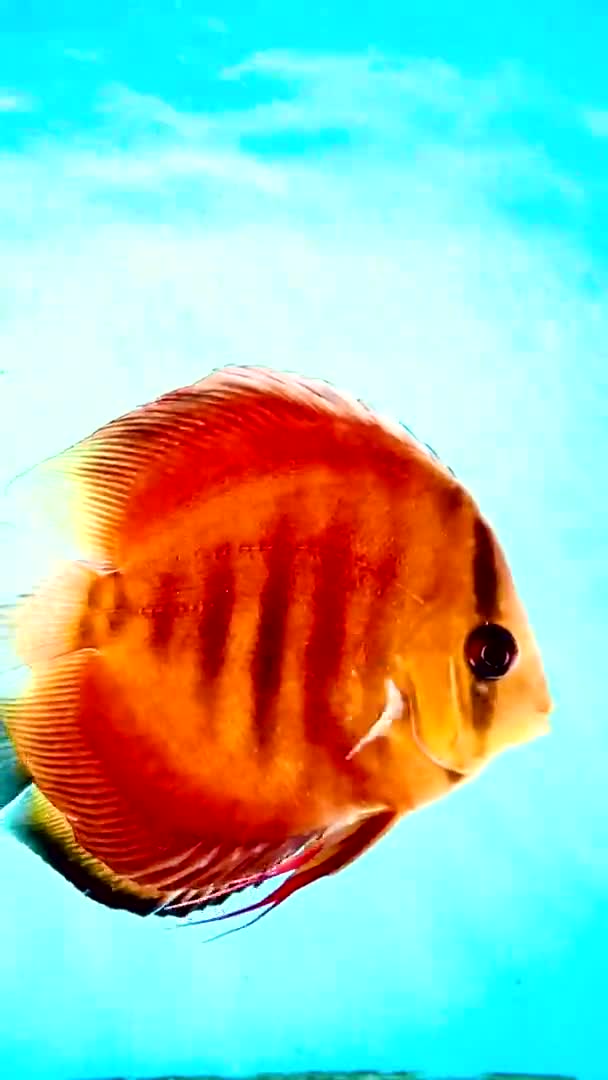 Pompadour Vissen Zwemmen Een Aquarium — Stockvideo