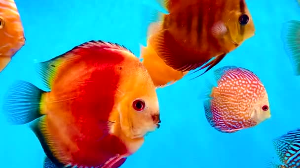 Pompadour Pesci Stanno Nuotando Vasca Pesce — Video Stock