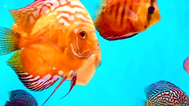 Pompadour Fische Schwimmen Aquarium — Stockvideo