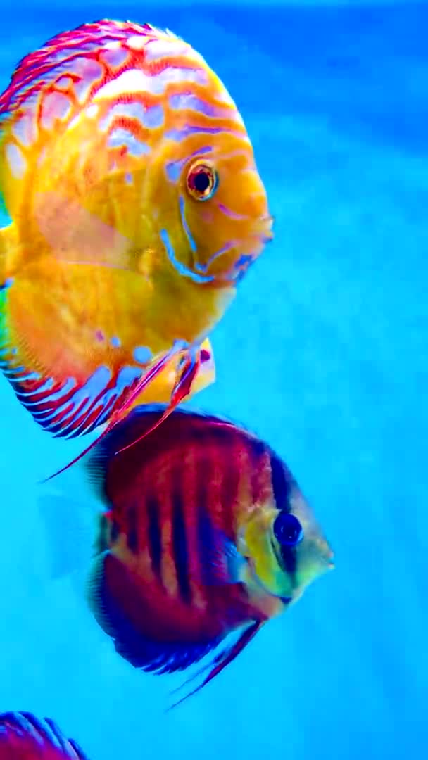 Pompadour Ψάρια Κολυμπούν Ενυδρείο — Αρχείο Βίντεο
