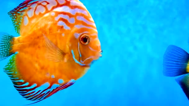 Pompadour Vissen Zwemmen Een Aquarium — Stockvideo