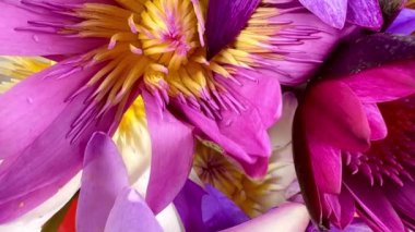 4K kuş bakışı çok renkli nilüfer çiçekleri ve arıların doğa arka planı