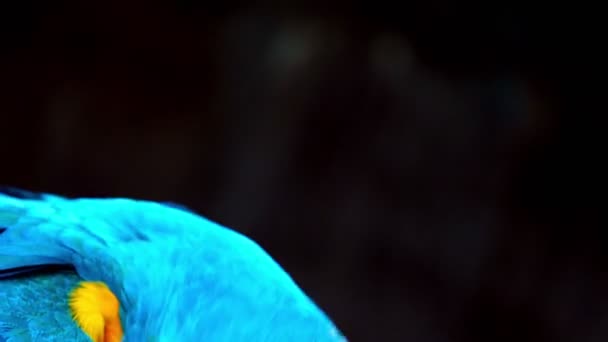 Prachtige Verenkleed Van Blauw Gele Ara Ara Ararauna Blauw Goud — Stockvideo