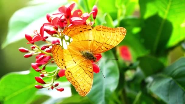 Květina Motýl Květina Motýl Květina Motýl — Stock video