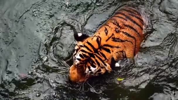 Super Slow Tiger Panthera Tigris Altaica Niedrigwinkel Foto Direkter Sicht — Stockvideo
