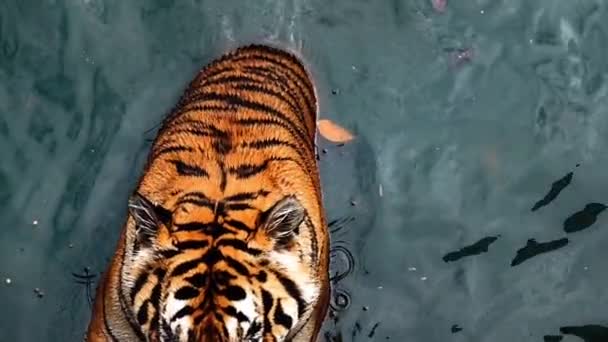 Super Slow Tiger Panthera Tigris Altaica Low Angle Photo Direct — Stock video
