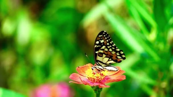 Flower Butterfly Flower Butterfly Flower Butterfly — Stock Video