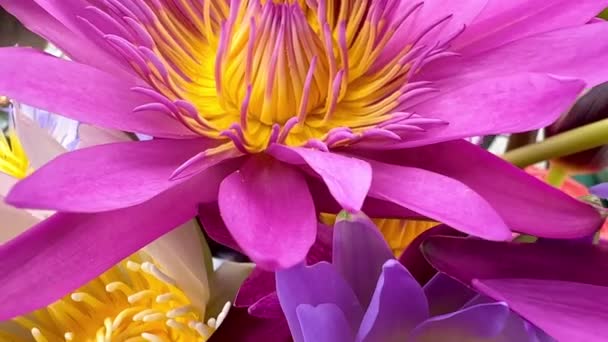 Bird Eye View Multi Colored Lotus Flowers Bees Nature Background — Stock Video