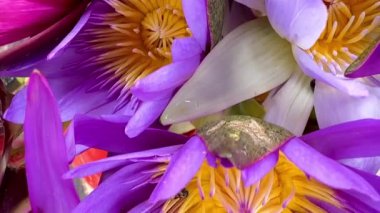 4K kuş bakışı çok renkli nilüfer çiçekleri ve arıların doğa arka planı