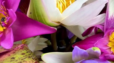 4K kuş bakışı çok renkli nilüfer çiçekleri ve arıların doğa arka planı