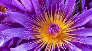 4K kuş bakışı çok renkli nilüfer çiçekleri ve arıların doğa arka planı