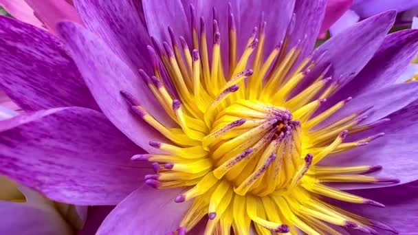 Vogel Oog Uitzicht Van Multi Gekleurde Lotus Bloemen Bijen Natuur — Stockvideo