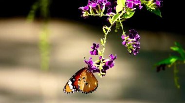 Kelebek uçuşu konsepti. Ağır çekim kelebek gündüz vakti beyaz çiçeği yakalıyor. Bu kelebek çok güzel turuncu siyah renkli kanatları var. Yazın taze ve güzel yeşil doğa..
