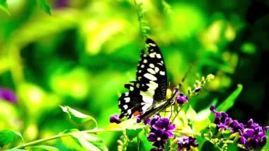 Kelebek uçuşu konsepti. Ağır çekim kelebek gündüz vakti beyaz çiçeği yakalıyor. Bu kelebek çok güzel turuncu siyah renkli kanatları var. Yazın taze ve güzel yeşil doğa..