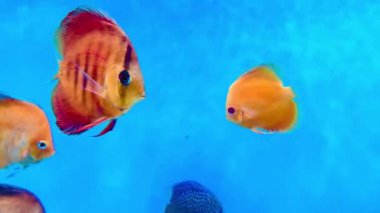 4K Pompadour Bu klip bir akvaryumda yüzen parlak renkli disk balıklarını gösteriyor. Belirgin yuvarlak, yana sıkıştırılmış vücutları ve canlı renkleriyle tanınan disk balıkları popülerdir.