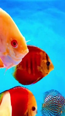 4K Pompadour Bu klip bir akvaryumda yüzen parlak renkli disk balıklarını gösteriyor. Belirgin yuvarlak, yana sıkıştırılmış vücutları ve canlı renkleriyle tanınan disk balıkları popülerdir.