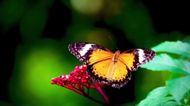 4K Klipteki kelebekler genellikle Lacewing Kelebekleri olarak bilinen Cethosia cinsinden gibi görünüyor. Canlı turuncu ve siyah desenleri ve beyaz işaretleri çiçeğin üzerindeki kelebektir.