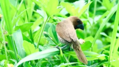 4K Klipteki kuş, Benekli Münih ya da Nutmeg Mannikin olarak da bilinen, muhtemelen pullu göğüslü bir Munia (Lonchura punctulata) türüne benzer. Bu kuş pullarıyla tanımlanabilir.