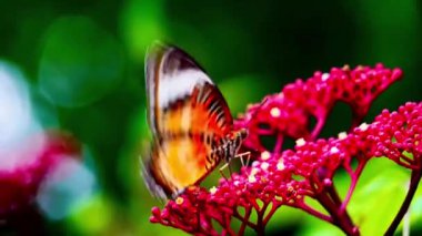 4K Klipteki kelebekler genellikle Lacewing Kelebekleri olarak bilinen Cethosia cinsinden gibi görünüyor. Canlı turuncu ve siyah desenleri ve beyaz işaretleri çiçeğin üzerindeki kelebektir.