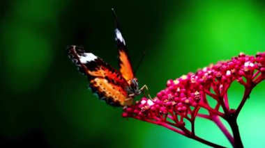 4K Klipteki kelebekler genellikle Lacewing Kelebekleri olarak bilinen Cethosia cinsinden gibi görünüyor. Canlı turuncu ve siyah desenleri ve beyaz işaretleri çiçeğin üzerindeki kelebektir.