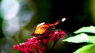 4K Klipteki kelebekler genellikle Lacewing Kelebekleri olarak bilinen Cethosia cinsinden gibi görünüyor. Canlı turuncu ve siyah desenleri ve beyaz işaretleri çiçeğin üzerindeki kelebektir.