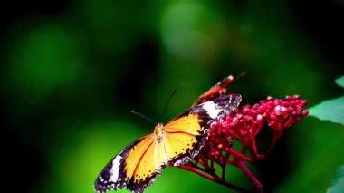 4K Klipteki kelebekler genellikle Lacewing Kelebekleri olarak bilinen Cethosia cinsinden gibi görünüyor. Canlı turuncu ve siyah desenleri ve beyaz işaretleri çiçeğin üzerindeki kelebektir.