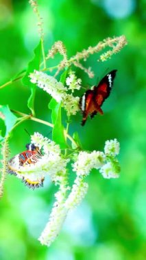 4K Klipteki kelebekler genellikle Lacewing Kelebekleri olarak bilinen Cethosia cinsinden gibi görünüyor. Canlı turuncu ve siyah desenleri ve beyaz işaretleri çiçeğin üzerindeki kelebektir.