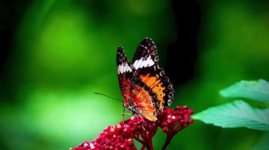 4K Klipteki kelebekler genellikle Lacewing Kelebekleri olarak bilinen Cethosia cinsinden gibi görünüyor. Canlı turuncu ve siyah desenleri ve beyaz işaretleri çiçeğin üzerindeki kelebektir.