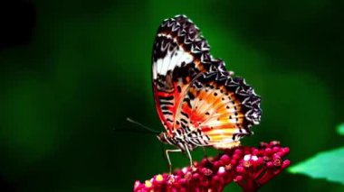 4K Klipteki kelebekler genellikle Lacewing Kelebekleri olarak bilinen Cethosia cinsinden gibi görünüyor. Canlı turuncu ve siyah desenleri ve beyaz işaretleri çiçeğin üzerindeki kelebektir.