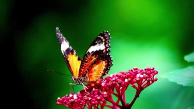 4K Klipteki kelebekler genellikle Lacewing Kelebekleri olarak bilinen Cethosia cinsinden gibi görünüyor. Canlı turuncu ve siyah desenleri ve beyaz işaretleri çiçeğin üzerindeki kelebektir.