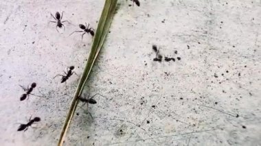 Kaba ve tahıllı yüzeyde bir grup karınca 4K. Bu video siyah-beyaz. Bu, karıncalarla yüzeyler arasındaki farkı vurgular. Karıncalar toplanıyor gibi görünüyor.