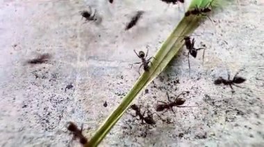 Kaba ve tahıllı yüzeyde bir grup karınca 4K. Bu video siyah-beyaz. Bu, karıncalarla yüzeyler arasındaki farkı vurgular. Karıncalar toplanıyor gibi görünüyor.