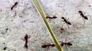 Kaba ve tahıllı yüzeyde bir grup karınca 4K. Bu video siyah-beyaz. Bu, karıncalarla yüzeyler arasındaki farkı vurgular. Karıncalar toplanıyor gibi görünüyor.