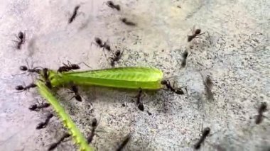 4K Videodaki karıncalar firavun karıncalarına (Monomorium Pharaonis) benziyor. Küçük, tipik olarak 2 mm uzunluğunda, açık sarı ya da kırmızı gövdeli ve daha koyu renkli bir karnı vardır. Firavun karıncaları bilir.