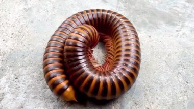 Bir kırkayak kıvrılıp spirale dönüşüyor. Kırkayaklar, kendilerini tehdit altında hissettiklerinde vücutlarını korumak için genellikle bu şekilde kıvrılır.