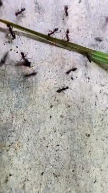 Kaba ve tanecikli bir yüzeyde bir grup karınca. Bu video siyah-beyaz. Bu, karıncalarla yüzeyler arasındaki farkı vurgular. Karıncalar toplanıyor gibi görünüyor.