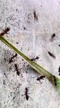 Kaba ve tanecikli bir yüzeyde bir grup karınca. Bu video siyah-beyaz. Bu, karıncalarla yüzeyler arasındaki farkı vurgular. Karıncalar toplanıyor gibi görünüyor.