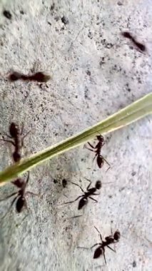 Kaba ve tanecikli bir yüzeyde bir grup karınca. Bu video siyah-beyaz. Bu, karıncalarla yüzeyler arasındaki farkı vurgular. Karıncalar toplanıyor gibi görünüyor.
