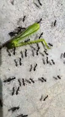 4K Videodaki karıncalar firavun karıncalarına (Monomorium Pharaonis) benziyor. Küçük, tipik olarak 2 mm uzunluğunda, açık sarı ya da kırmızı gövdeli ve daha koyu renkli bir karnı vardır. Firavun karıncaları bilir.