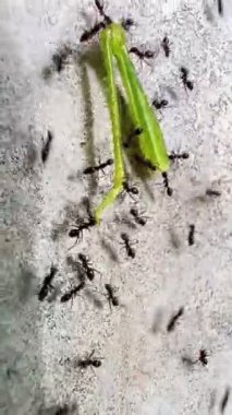 4K Videodaki karıncalar firavun karıncalarına (Monomorium Pharaonis) benziyor. Küçük, tipik olarak 2 mm uzunluğunda, açık sarı ya da kırmızı gövdeli ve daha koyu renkli bir karnı vardır. Firavun karıncaları bilir.