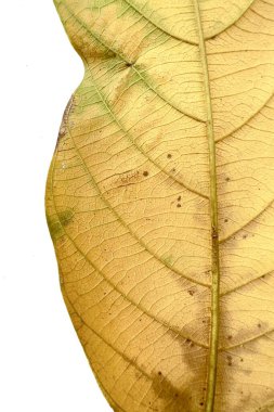 Yapraklar çoğunlukla sarı ve biraz da yeşil. Özellikle kan damarları ve kenarları. Bu da yaprakların yaşlanmaya başladığını gösteriyor. Klorofil beyaz arka planda bozulduğunda bu normaldir.