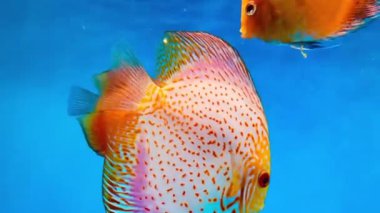 4K Bu klip parlak renkli disk balıklarını akvaryumda yüzerken gösteriyor. Disk balıkları, kendilerine özgü yuvarlak, yanal sıkıştırılmış vücutları ve canlı renkleriyle tanınırlar ve popüler pompadour 'lardır.