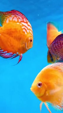 4K Bu klip parlak renkli disk balıklarını akvaryumda yüzerken gösteriyor. Disk balıkları, kendilerine özgü yuvarlak, yanal sıkıştırılmış vücutları ve canlı renkleriyle tanınırlar ve popüler pompadour 'lardır.
