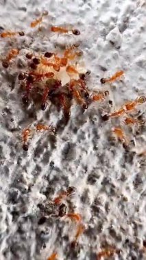 This clip shows a group of reddish-brown ants moving about carrying food back to their nest on a porous, rough surface. These ants have small bodies and are bright red. which may be fire ants (Fire Ant)