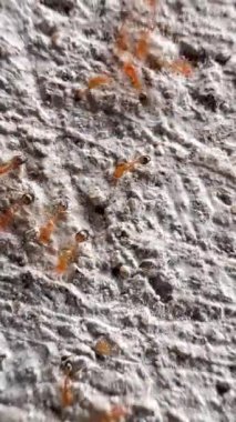 Bu klip, gözenekli ve pürüzlü yüzeyde hareket eden kahverengimsi kırmızı karıncalar grubunu gösteriyor. Bu karıncalar küçük ve parlak kırmızı bir vücuda sahipler. Onlar ateş karıncalarıdır.)