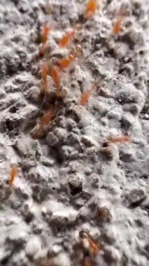 Bu klip, gözenekli ve pürüzlü yüzeyde hareket eden kahverengimsi kırmızı karıncalar grubunu gösteriyor. Bu karıncalar küçük ve parlak kırmızı bir vücuda sahipler. Onlar ateş karıncalarıdır.)